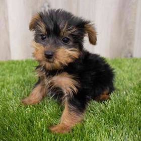Yorkie