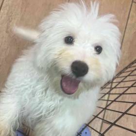 Maltipoo