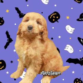 Mini Goldendoodle