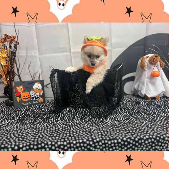 PekingesePomeranian Puppies for Sale {location_separator}