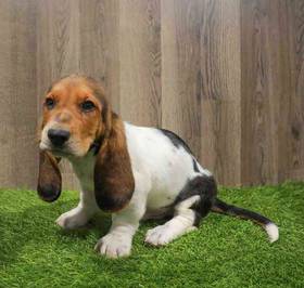 Basset Hound