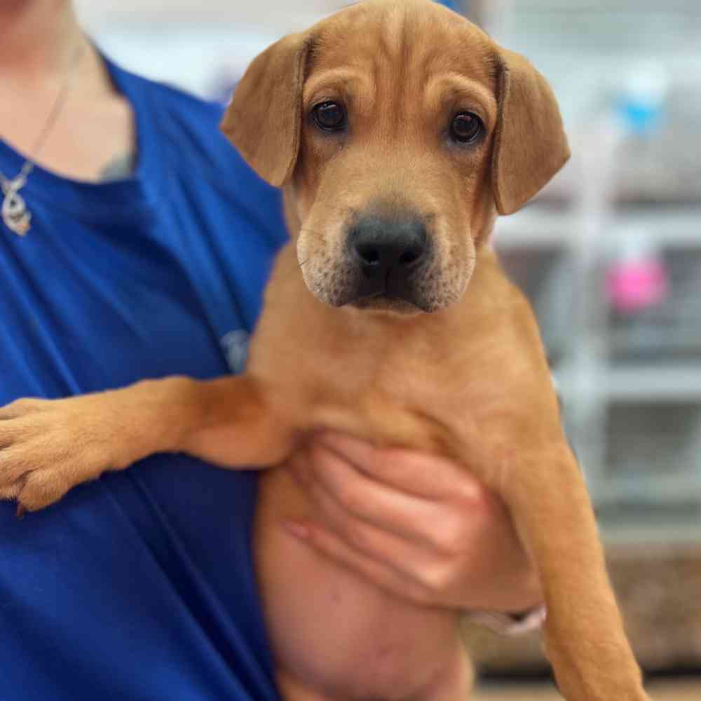 Sharp Eagle Puppy for sale Pet Zone Watertown