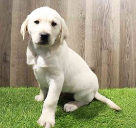 Labrador Retriever