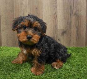 Yorkie