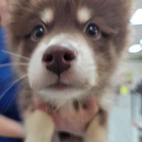 Pomsky