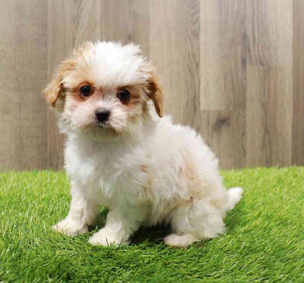 Cavamalt Puppies for sale