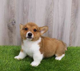 Pembroke Welsh Corgi