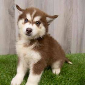 Siberian Husky