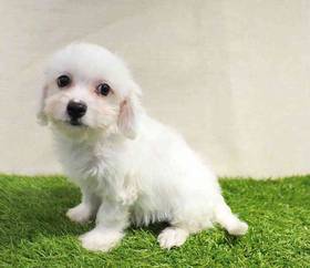 Cavachon