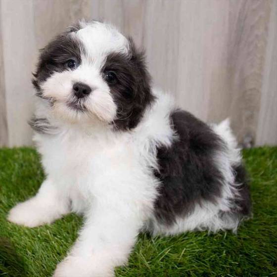 Havanese Puppy for sale Pet Zone Poughkeepsie