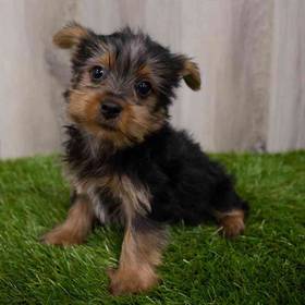 Silky Terrier