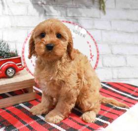 Cavapoo