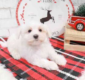 Morkie