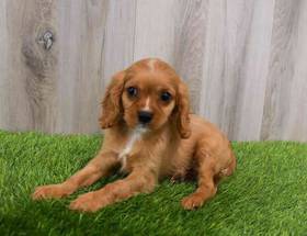 Cavalier King Charles Spaniel
