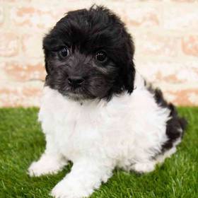 Cockapoo