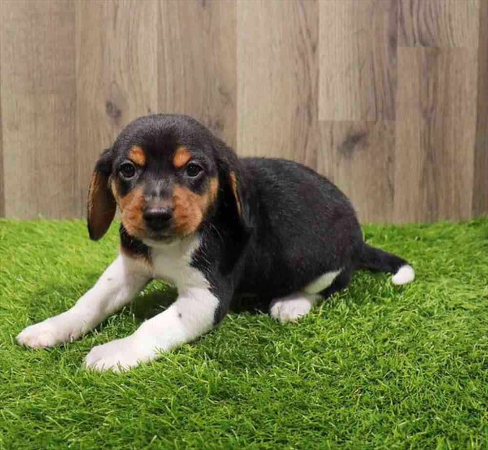 Beagle