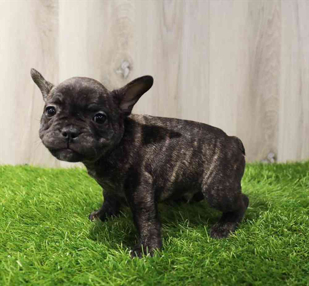 French Bulldog Puppy for sale Pet Zone Albany