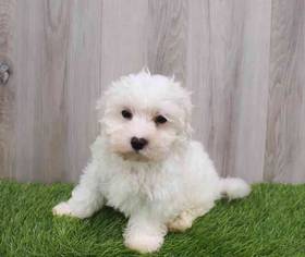 Maltese
