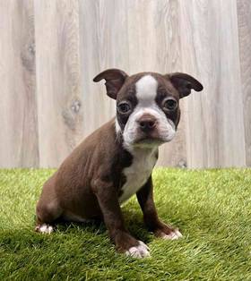 Boston Terrier