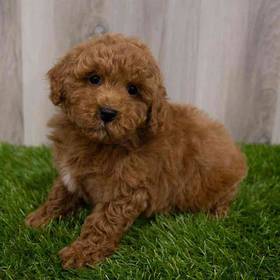 Poodle