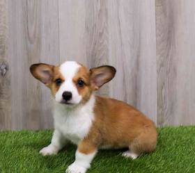 Pembroke Welsh Corgi
