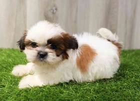 Shih Tzu