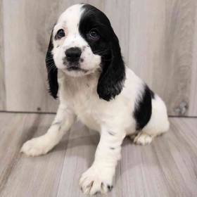 Cocker Spaniel