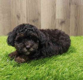 Yorkie-Poo