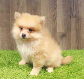 Pomeranian