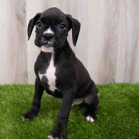 Boxer