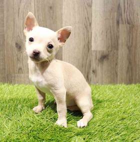 Chihuahua