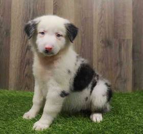Miniature Australian Shepherd