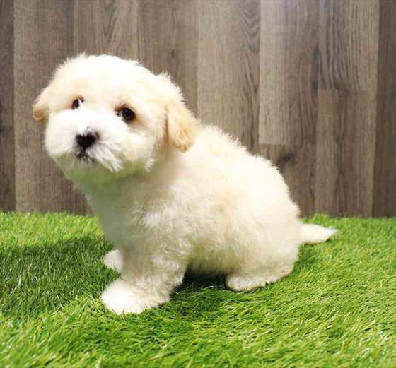 Coton Poodle Puppy for sale Pet Zone Queensbury