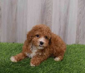 Poodle