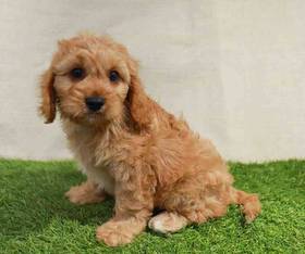 Cavapoo