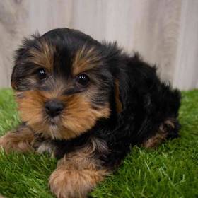 Yorkie
