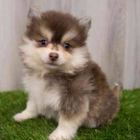 Pomsky