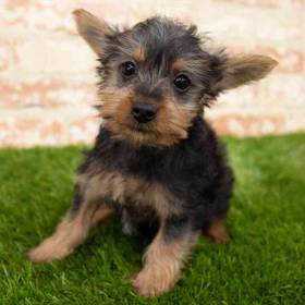 Silky Terrier