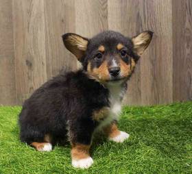 Pembroke Welsh Corgi