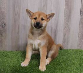 Shiba Inu