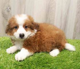 Bernedoodle Mini 2nd Gen