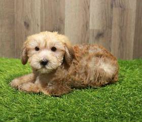Yorkie-Poo