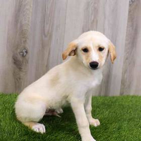 Labrador Retriever-Siberian Husky